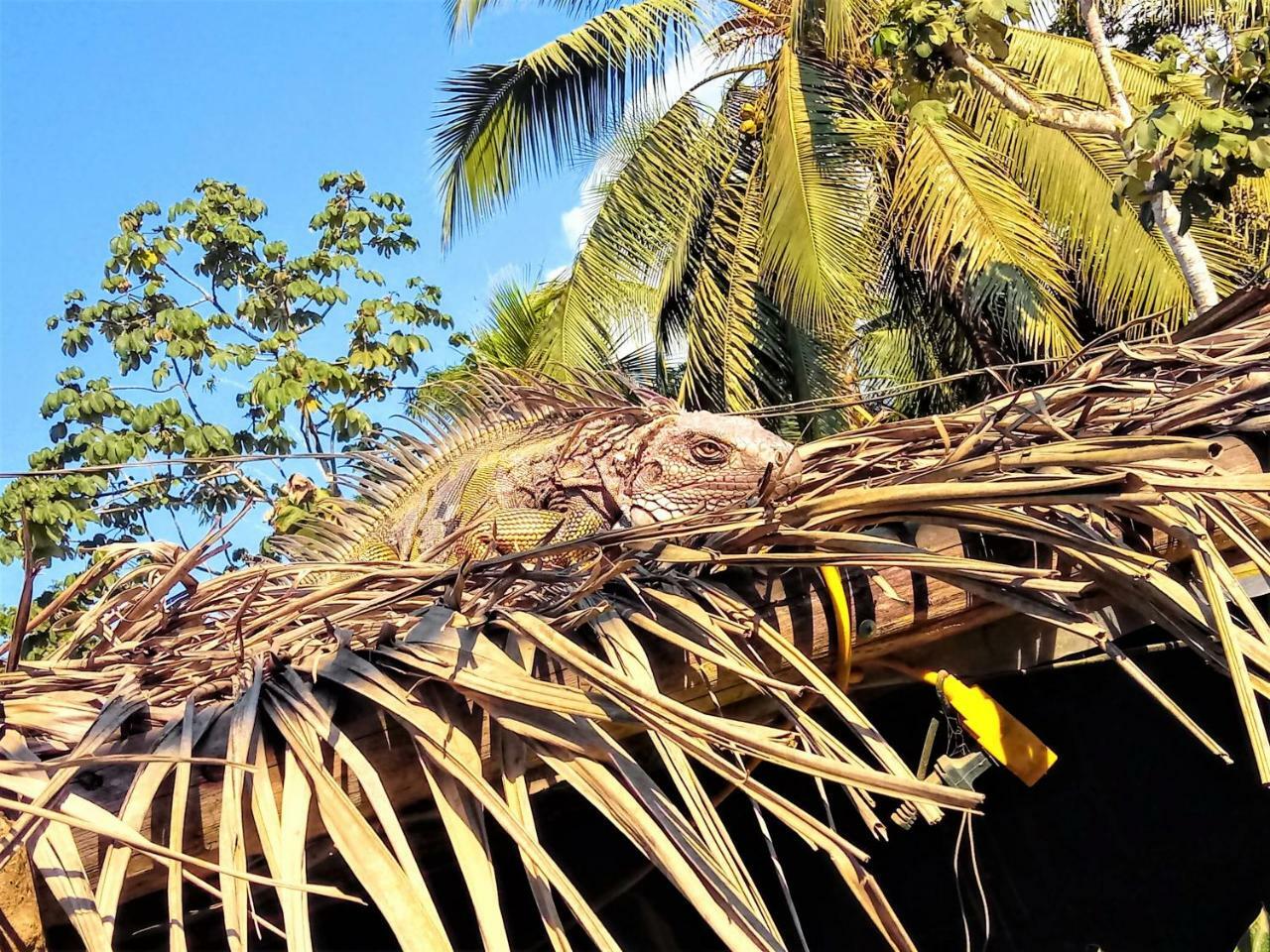Casa Tuanis, Drake Bay Villa Bagian luar foto